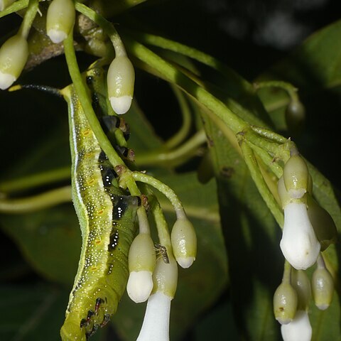 Saprosma unspecified picture