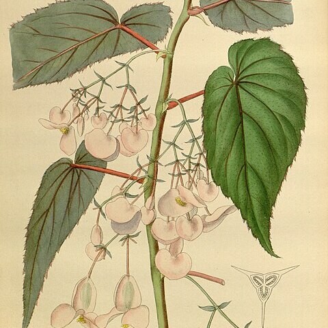 Begonia dipetala unspecified picture