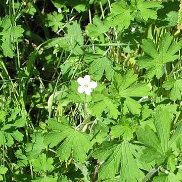 Geranium potentilloides l'hér. ex unspecified picture