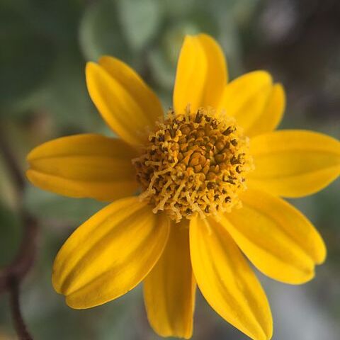 Heliopsis longipes unspecified picture