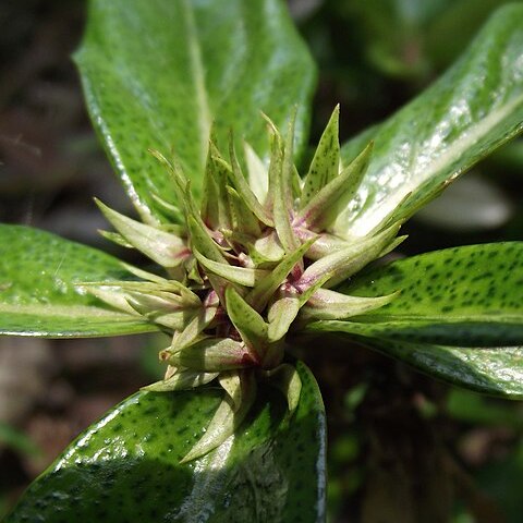 Lysimachia paridiformis unspecified picture