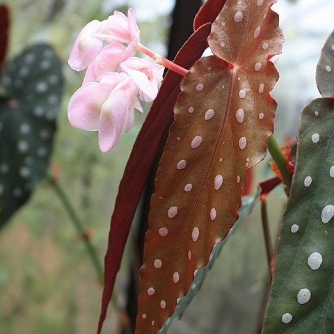 Begonia pseudolubbersii unspecified picture