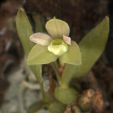 Pygmaeorchis brasiliensis unspecified picture