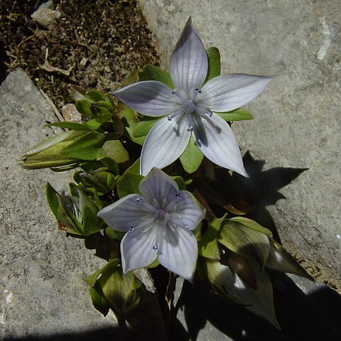 Lomatogonium carinthiacum unspecified picture