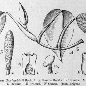 Scindapsus scortechinii unspecified picture