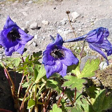 Delphinium caucasicum unspecified picture