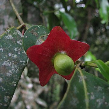 Heisteria silvianii unspecified picture