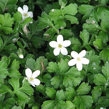 Ellisiophyllum pinnatum unspecified picture