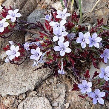 Langloisia setosissima unspecified picture