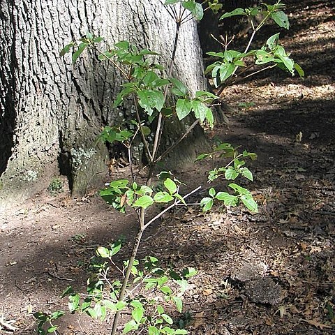 Rhododendron mariesii unspecified picture