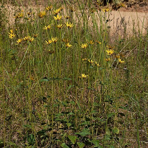 Helianthus silphioides unspecified picture