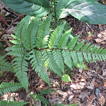 Dryopteris sordidipes unspecified picture