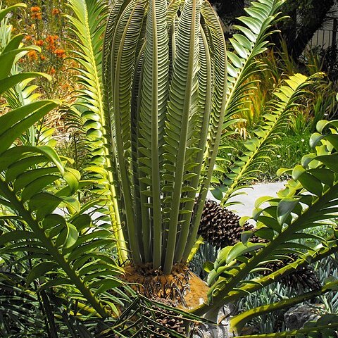 Encephalartos transvenosus unspecified picture