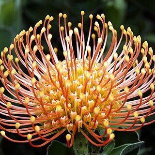 Leucospermum praemorsum unspecified picture