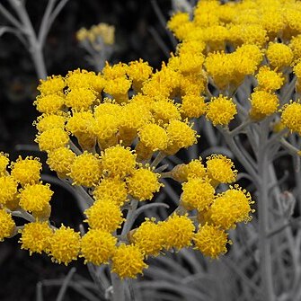 Helichrysum thianschanicum unspecified picture