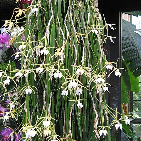 Epidendrum falcatum unspecified picture