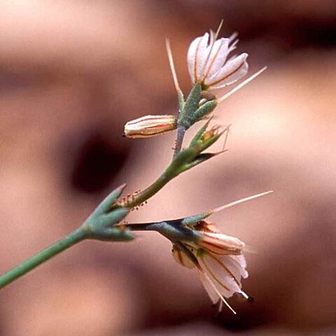 Acanthoscyphus parishii unspecified picture