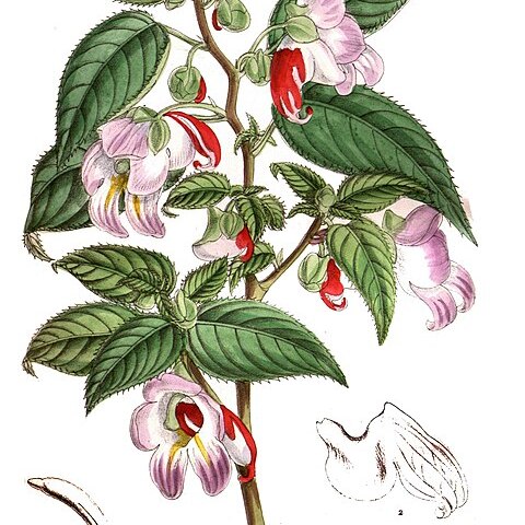 Impatiens psittacina unspecified picture