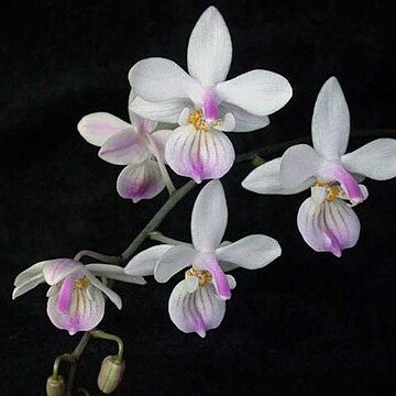 Phalaenopsis lindenii unspecified picture