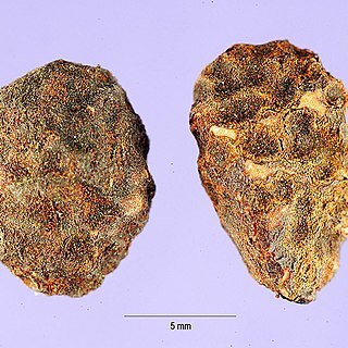 Landolphia owariensis unspecified picture