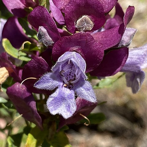 Eremophila magnifica unspecified picture