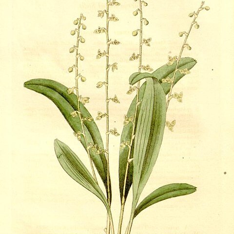 Stelis ophioglossoides unspecified picture