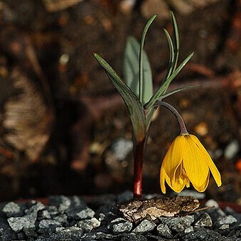 Fritillaria serpenticola unspecified picture