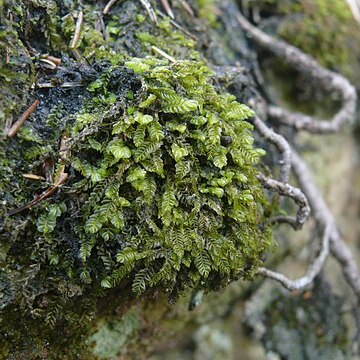 Plagiochila porelloides unspecified picture