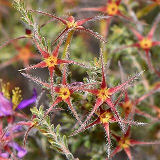 Calytrix strigosa unspecified picture