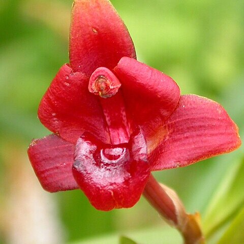 Maxillaria coccinea unspecified picture