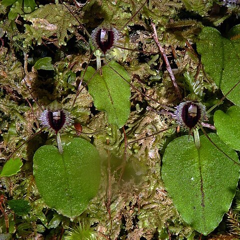 Corybas oblongus unspecified picture