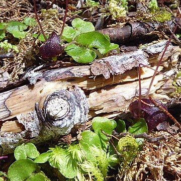 Corybas obscurus unspecified picture