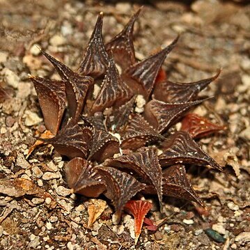 Haworthia mirabilis unspecified picture