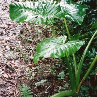 Alocasia brisbanensis unspecified picture