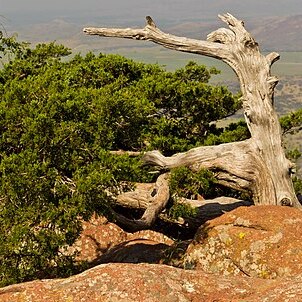 Juniperus ashei unspecified picture