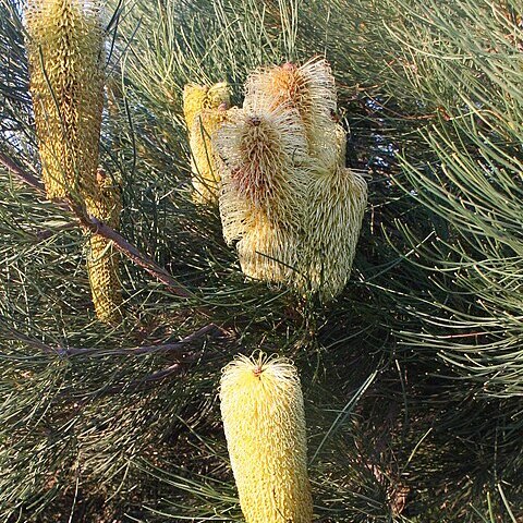 Banksia tricuspis unspecified picture