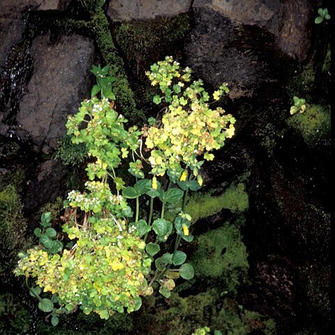 Saxifraga bracteata unspecified picture