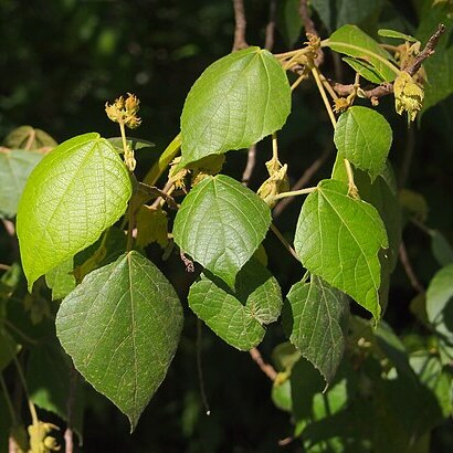 Macaranga involucrata unspecified picture