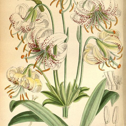 Lilium duchartrei unspecified picture