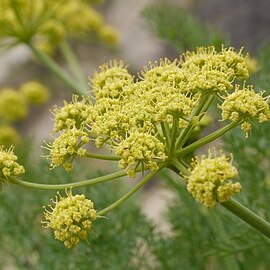 Lomatium thompsonii unspecified picture