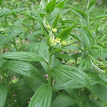 Lithospermum latifolium unspecified picture