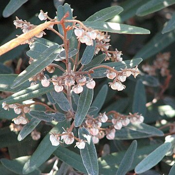 Lasiopetalum unspecified picture