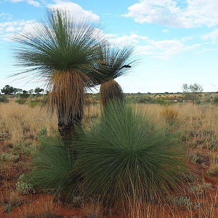 Xanthorrhoea thorntonii unspecified picture