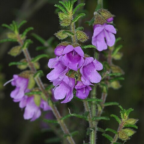 Prostanthera decussata unspecified picture