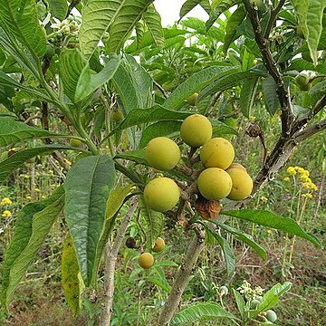 Solanum oblongifolium unspecified picture