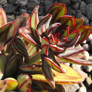 Echeveria nodulosa unspecified picture