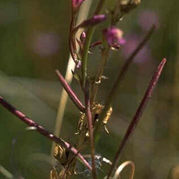 Epilobium oreganum unspecified picture