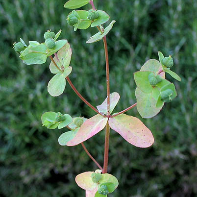 Euphorbia spathulata unspecified picture