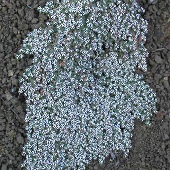 Euphorbia polycarpa unspecified picture