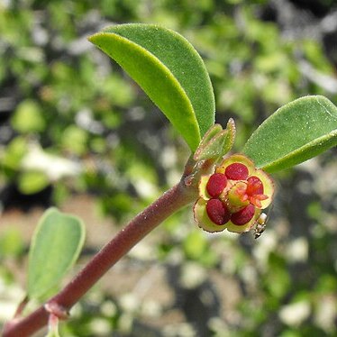 Euphorbia misera unspecified picture